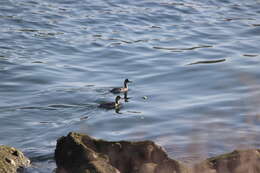 Imagem de Podiceps nigricollis californicus Heermann 1854