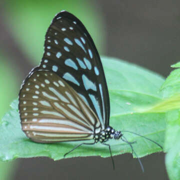 Image of Ideopsis vulgaris contigua Talbot 1939