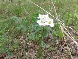 Imagem de Anemonastrum narcissiflorum subsp. crinitum (Juz.) Raus