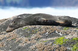 Image of Guadalupe Fur Seal