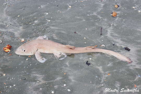 Image of Grey Bamboo Shark