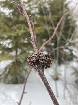 Image of Eriophyes betulae Nal.