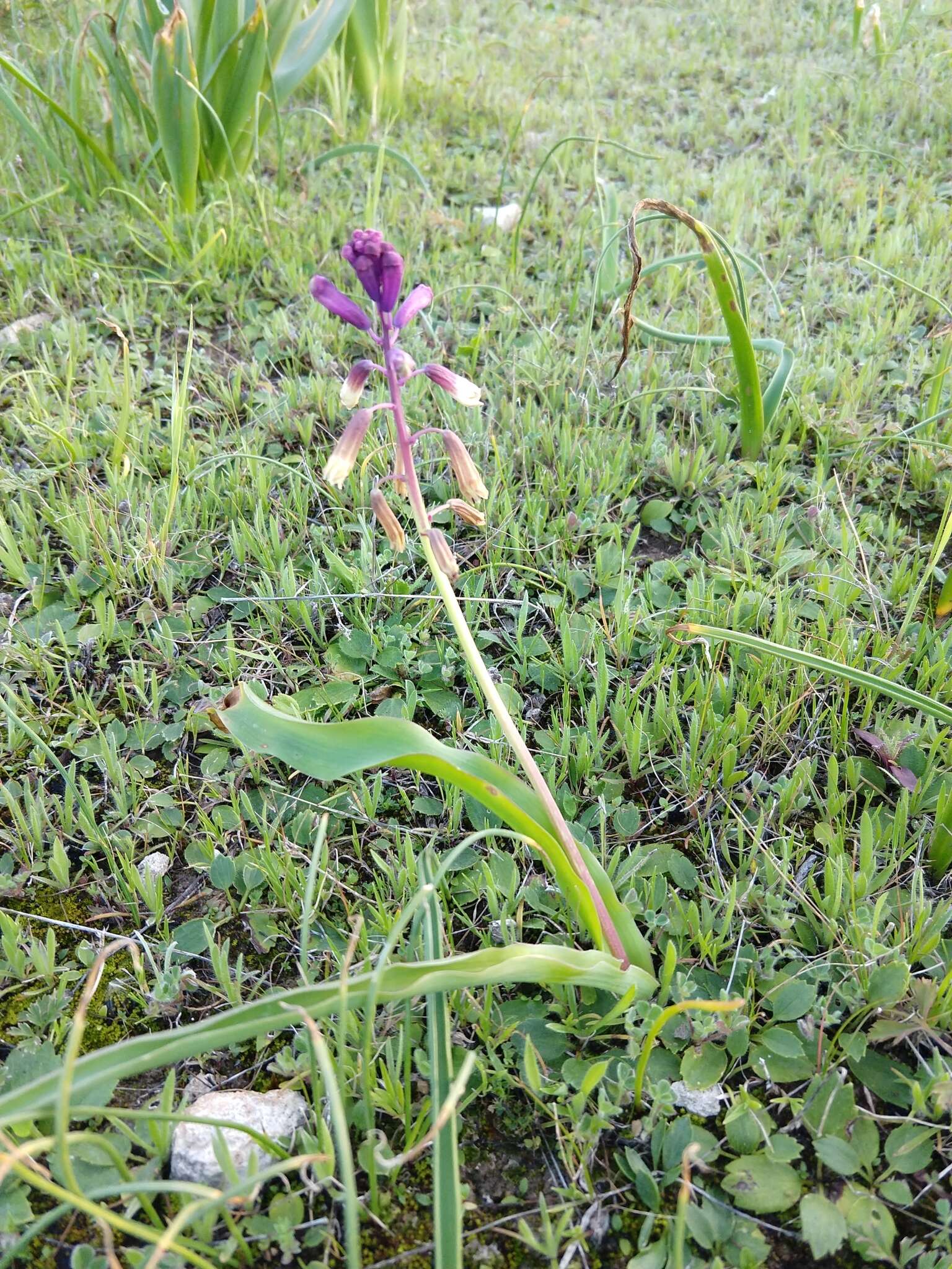 Image of Bellevalia trifoliata (Ten.) Kunth