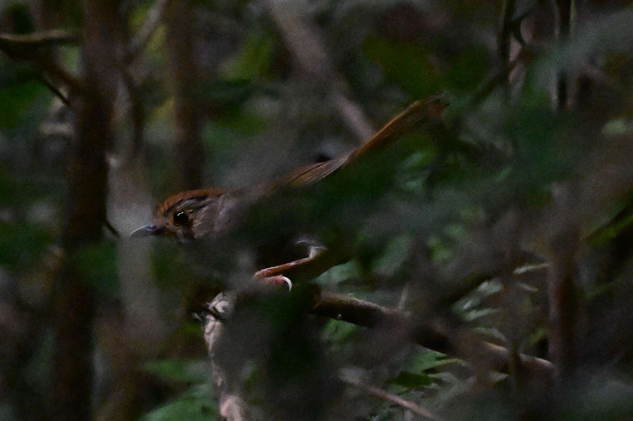 Image of Dusky Fulvetta