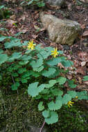 Plancia ëd Dolichorrhiza renifolia (C. A. Mey.) Galushko