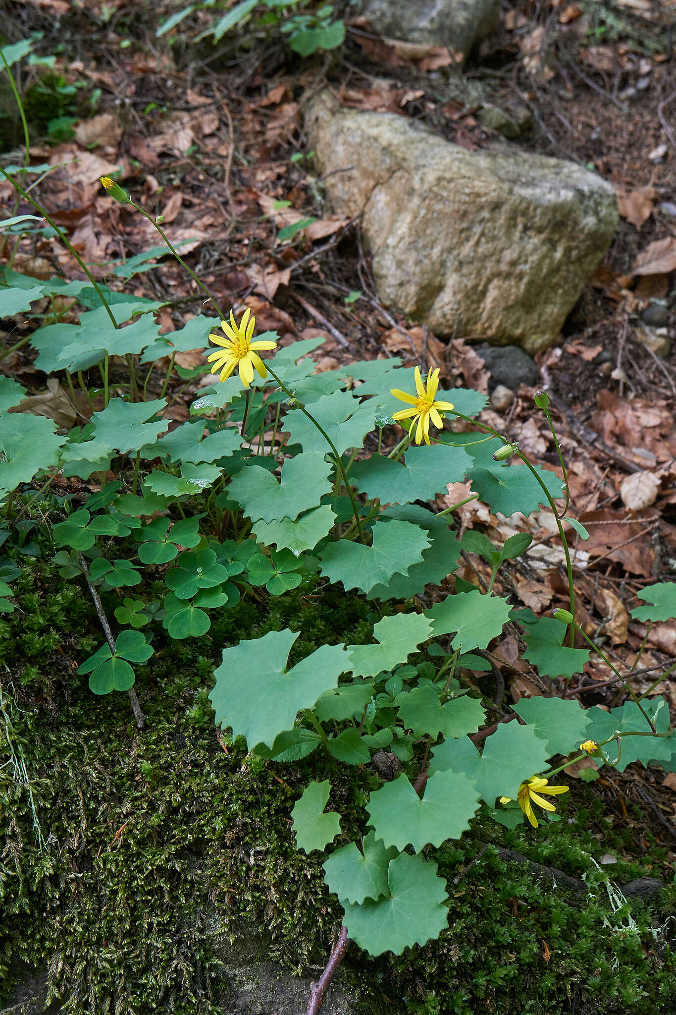 Plancia ëd Dolichorrhiza renifolia (C. A. Mey.) Galushko