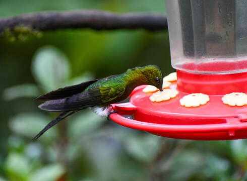 Image of Golden-breasted Puffleg