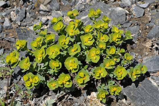 Sivun Euphorbia humilis Ledeb. kuva