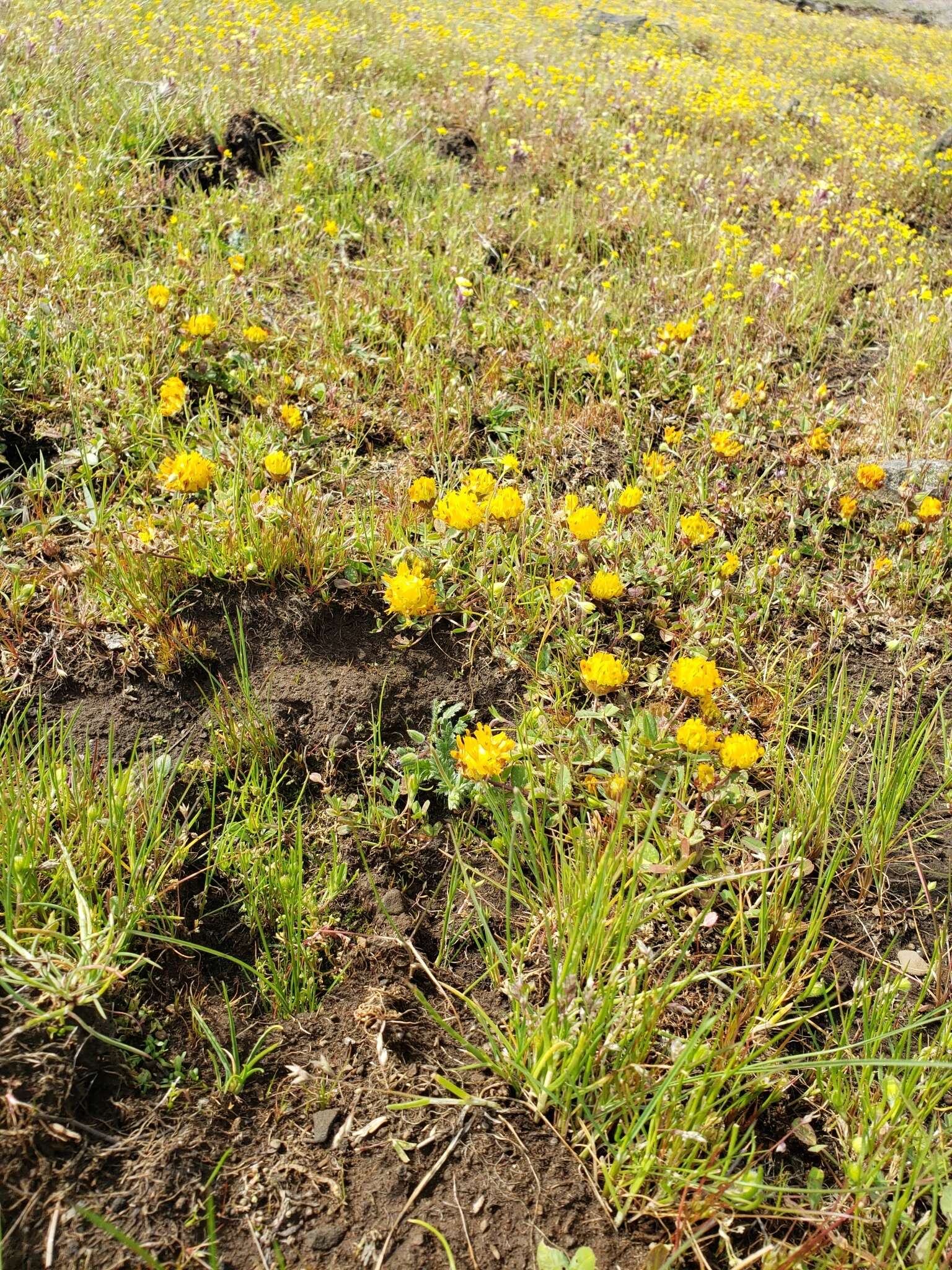 Sivun Trifolium jokerstii Vincent & Rand. Morgan kuva