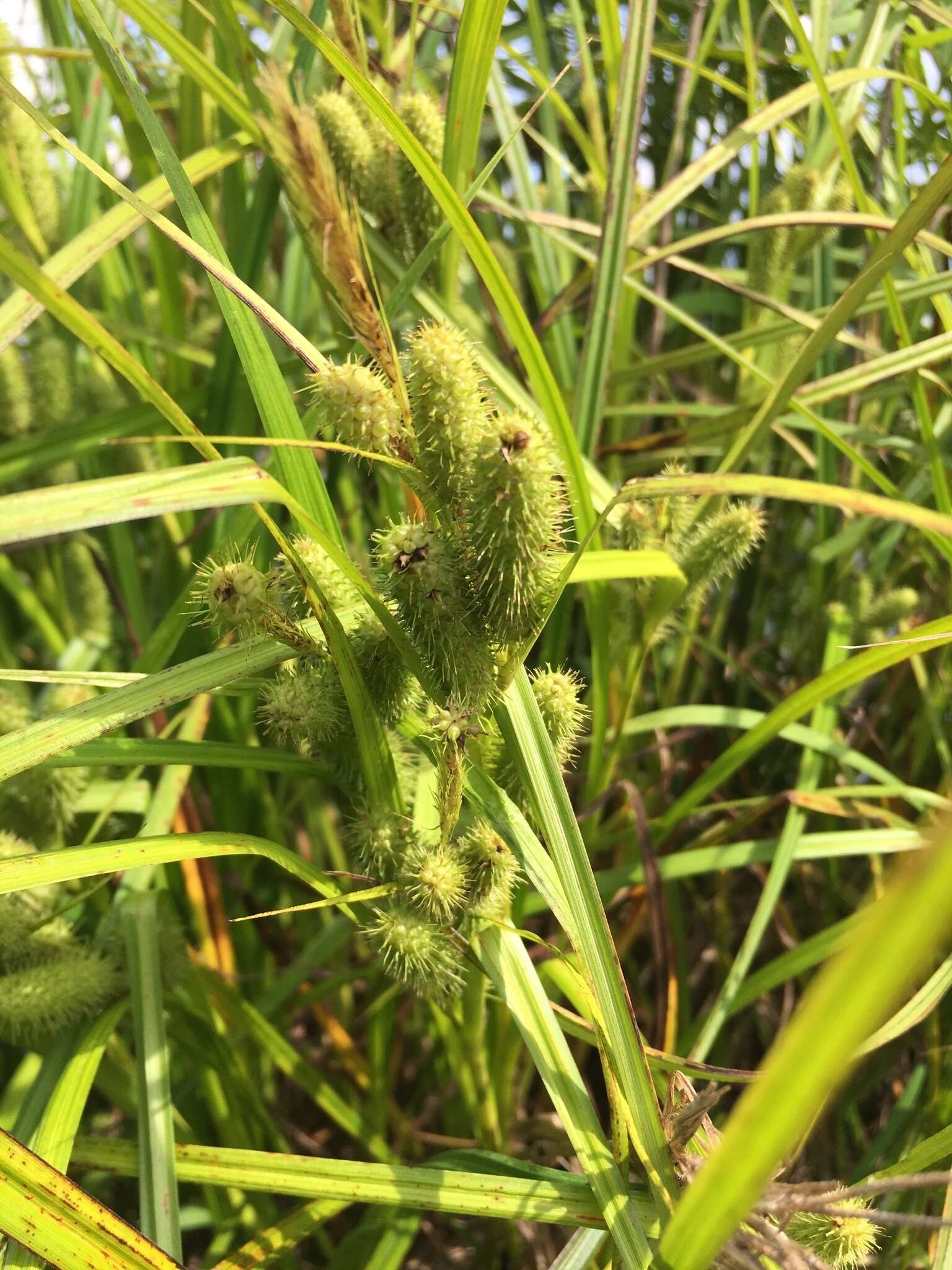 Image of Frank's sedge