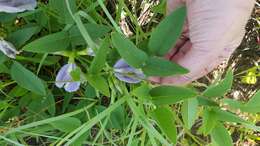 Clitoria mariana L. resmi