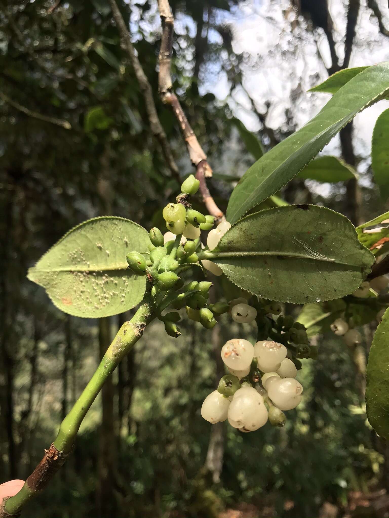 Sivun Hedyosmum crenatum Occhioni kuva