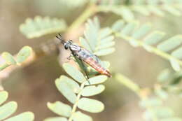 Image of Pseudonomoneura californica (Hardy 1950)