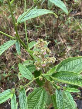 Imagem de Miconia lacera (Bonpl.) Naud.