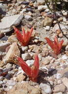 Image of Hyobanche glabrata Hiern