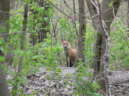 Image of American red fox