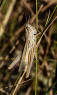 Image of Euchorthippus chopardi Descamps 1968