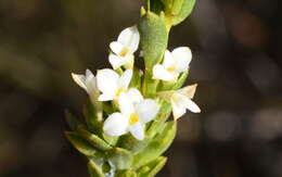 Image of Gnidia spicata (L. fil.) Gilg