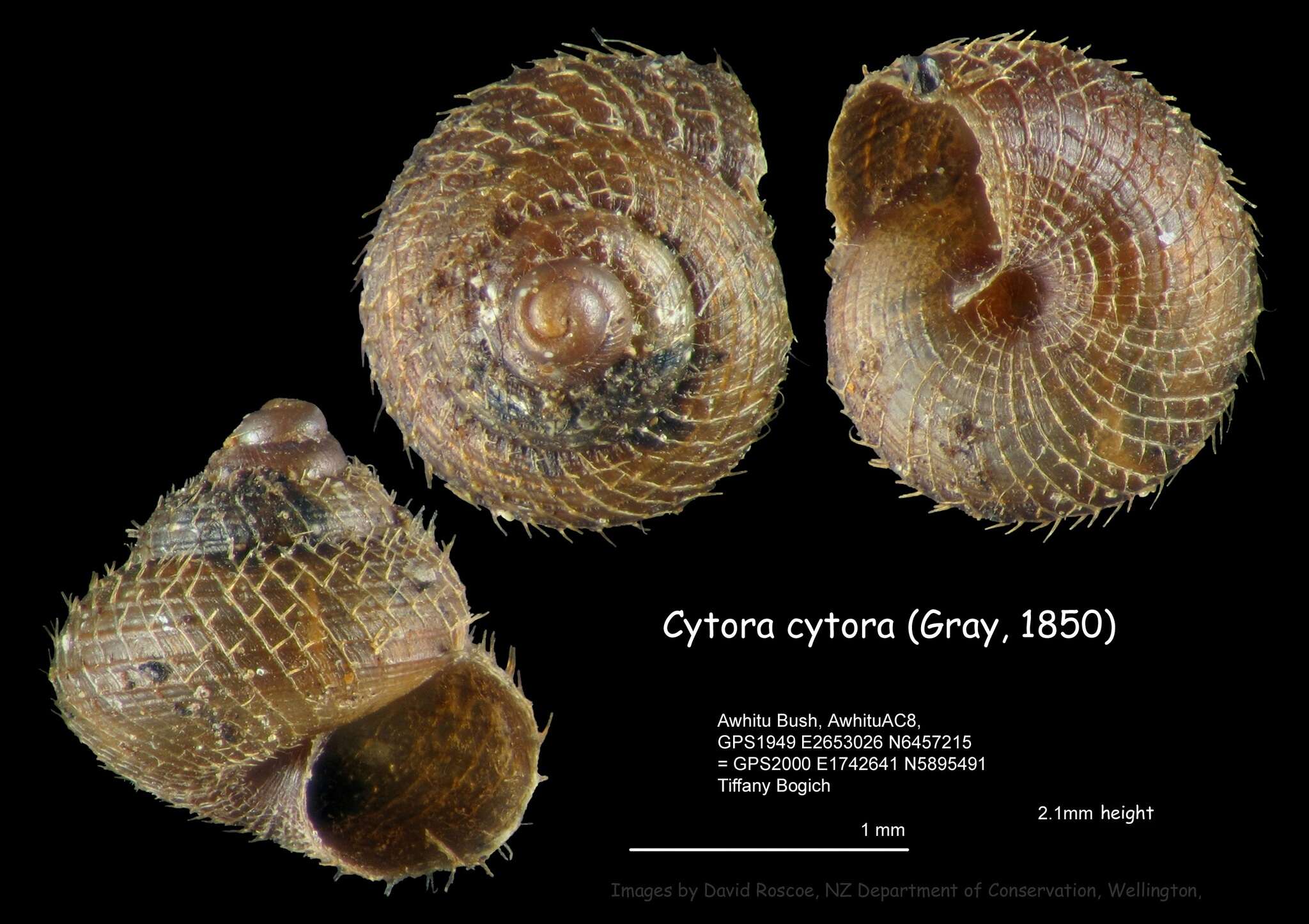 Image of Cytora cytora (Gray 1850)