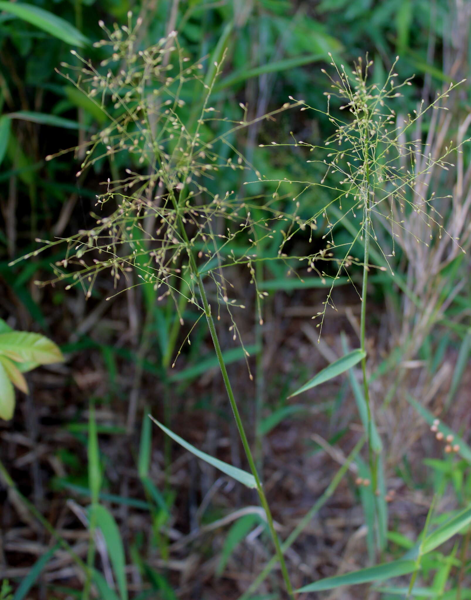 Image of Woolly Rosette Grass