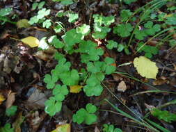 Image of Wood-sorrel