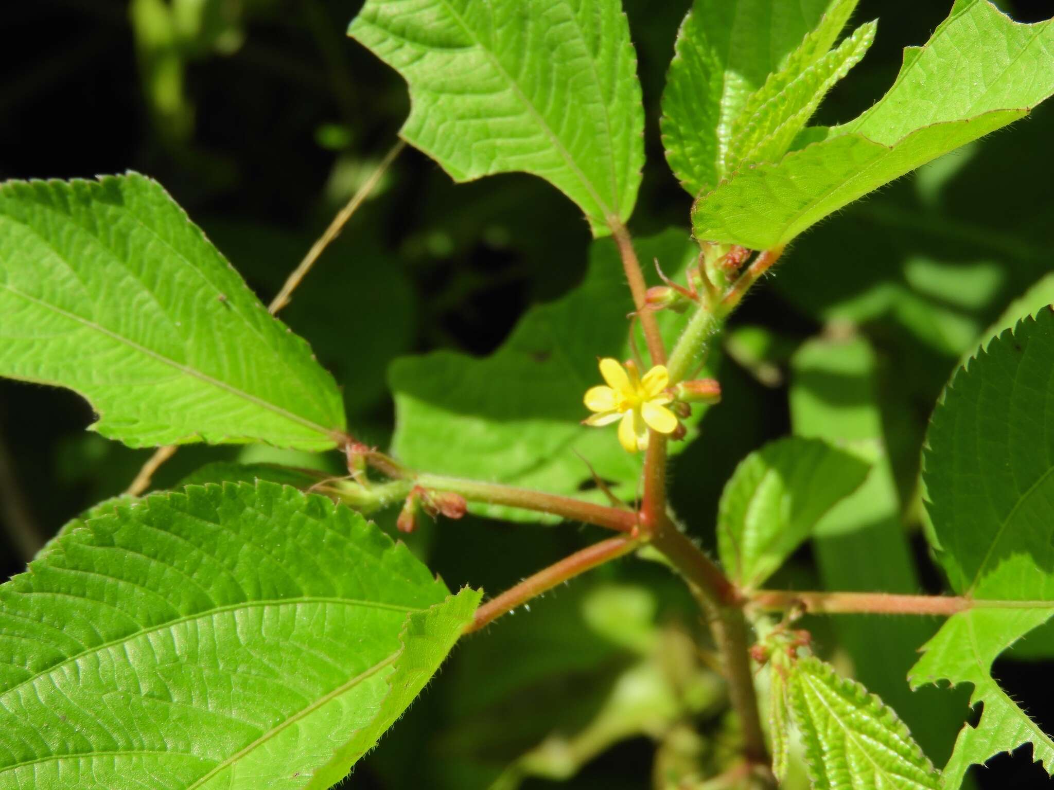 Imagem de Corchorus aestuans L.