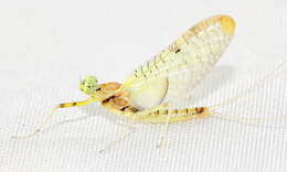 Image of Stenacron Mayfly