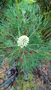 Image of Petrophile pulchella (Schrader & Wendl.) R. Br.