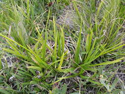 Image of Cleft Sedge