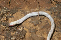 Image of Spotted Night Adder