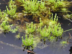 Image of American featherfoil