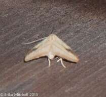 Image of Spotted Grass Moth