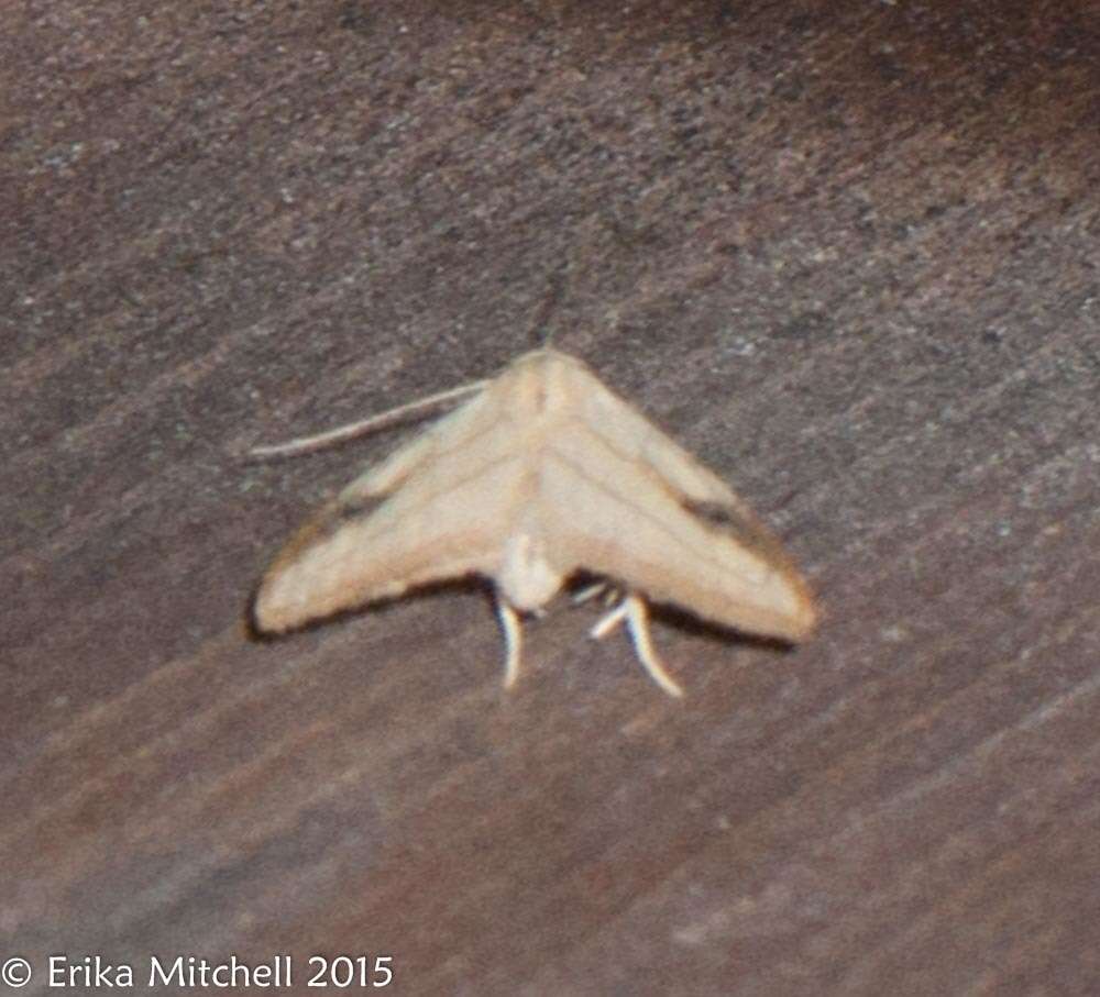 Image of Spotted Grass Moth