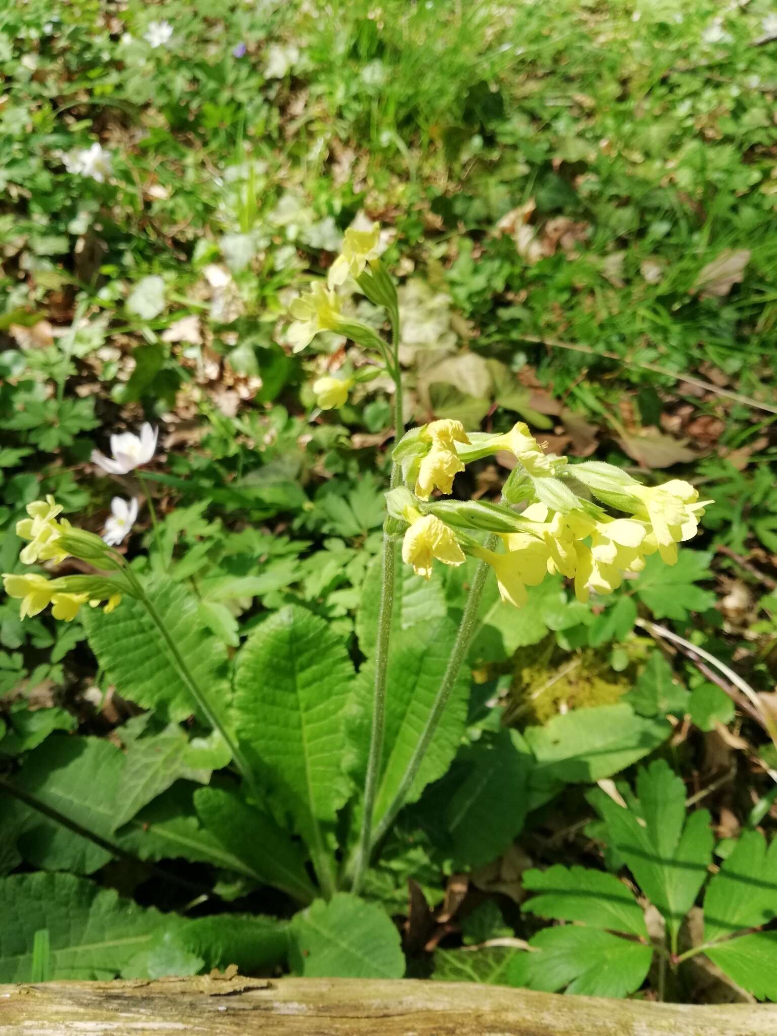 Image of oxlip