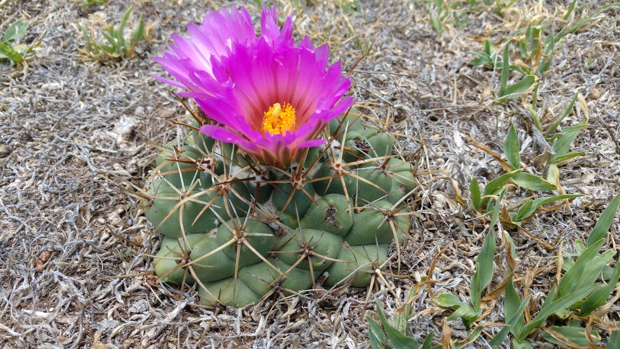 Image of Coryphantha ottonis (Pfeiff.) Lem.