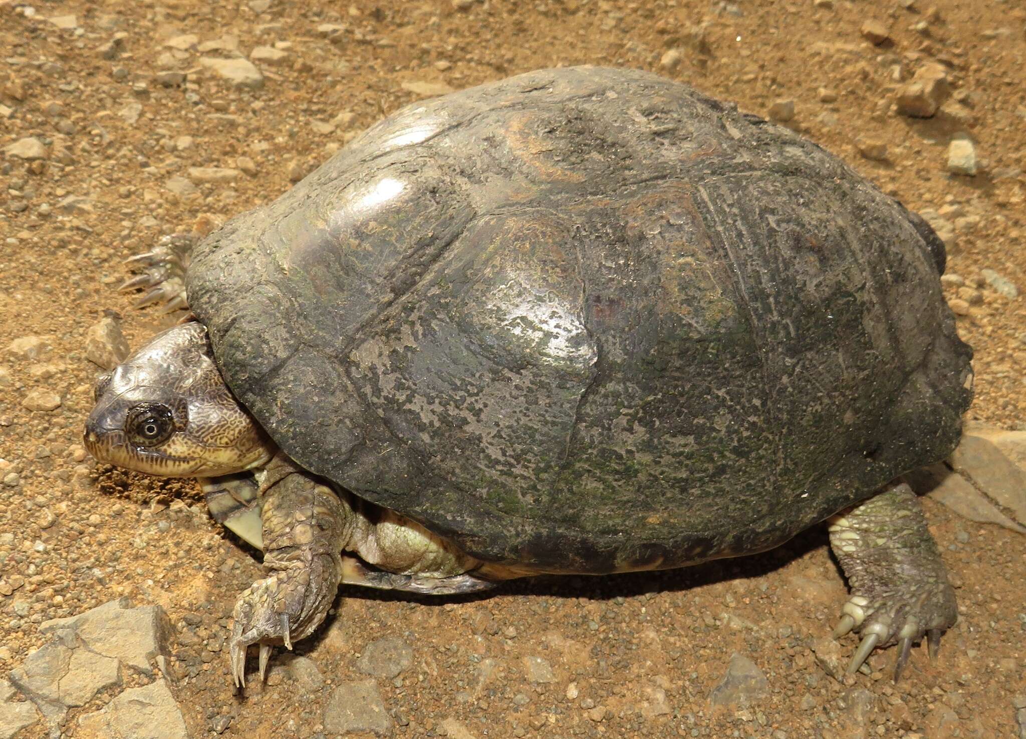 Image of Yellowbelly Mud Turtle
