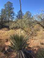 Imagem de Yucca elata var. verdiensis (McKelvey) Reveal