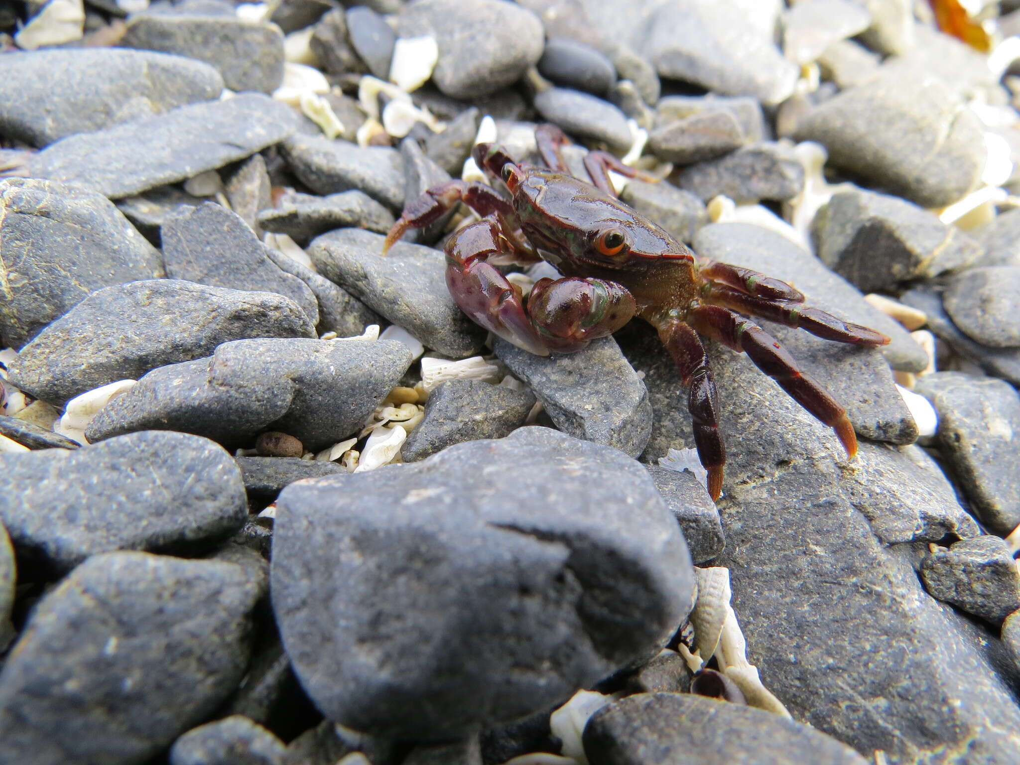 Image of Hemigrapsus nudus (Dana 1851)