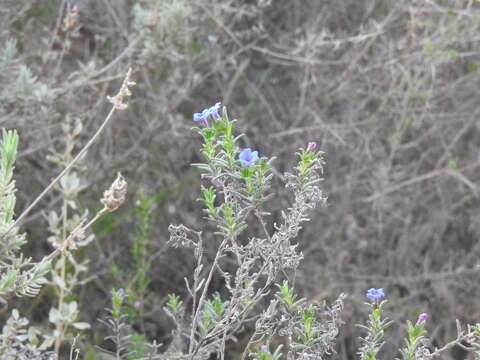 Glandora prostrata subsp. lusitanica (Samp.) D. C. Thomas resmi