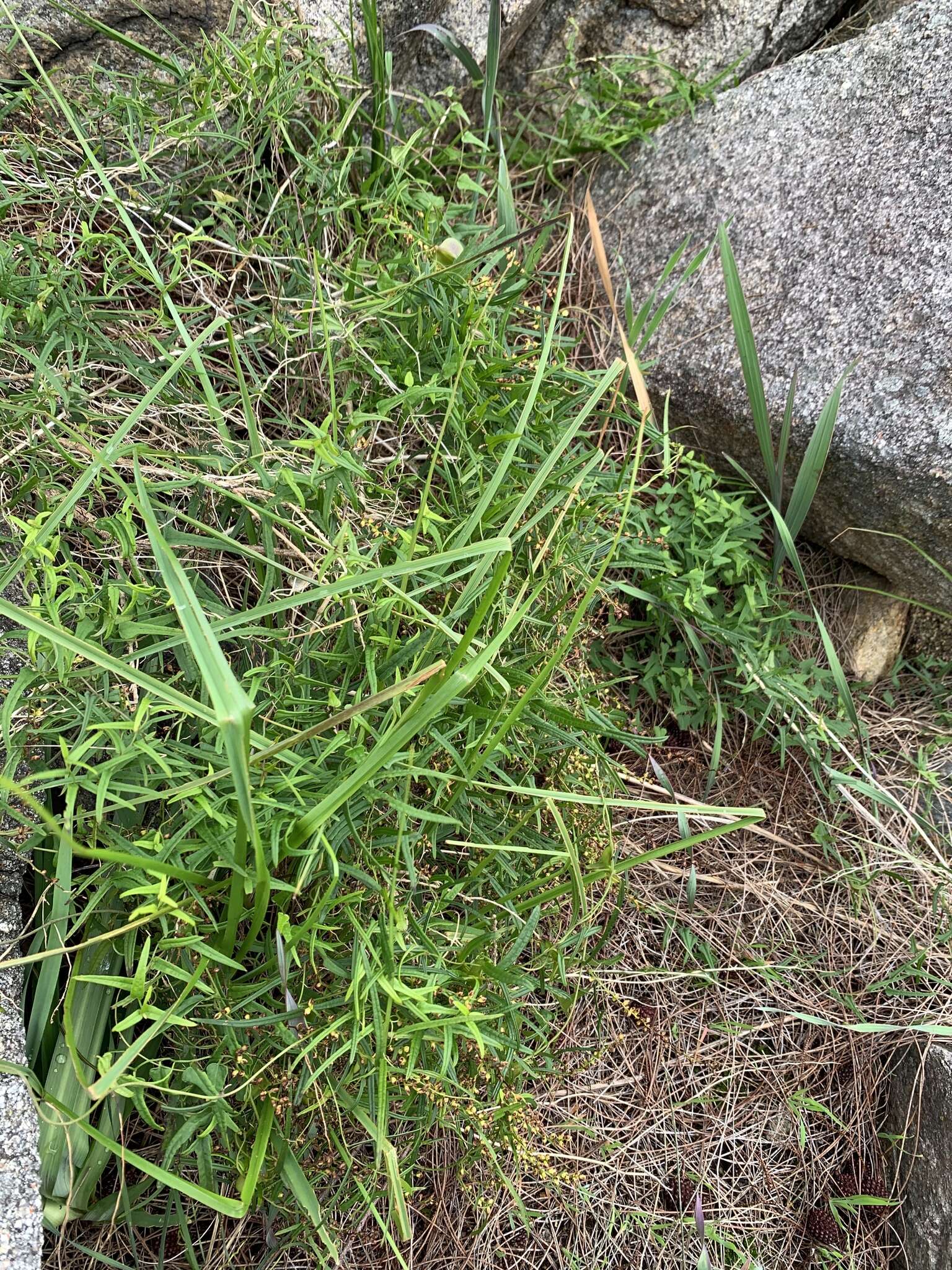 Image of Dioscorea hastifolia Nees