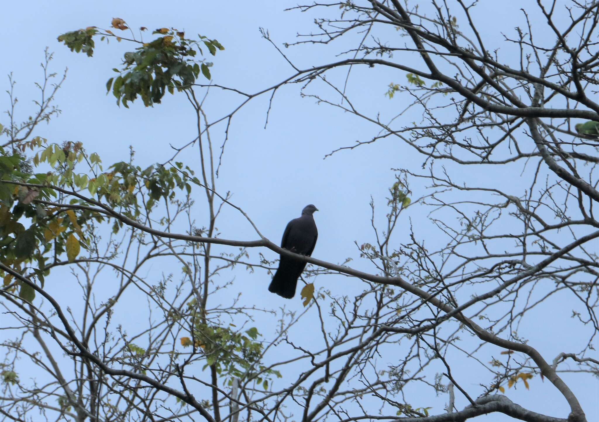 Image of Ceylon Wood-Pigeon