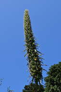 Plancia ëd Echium pininana Webb & Berth.