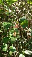 Image of Smilax bracteata C. Presl