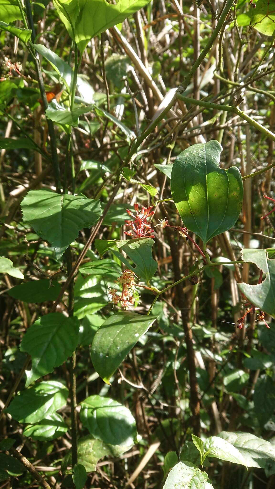 Smilax bracteata C. Presl resmi