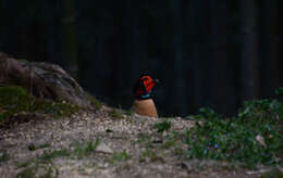 Imagem de Tragopan caboti (Gould 1857)