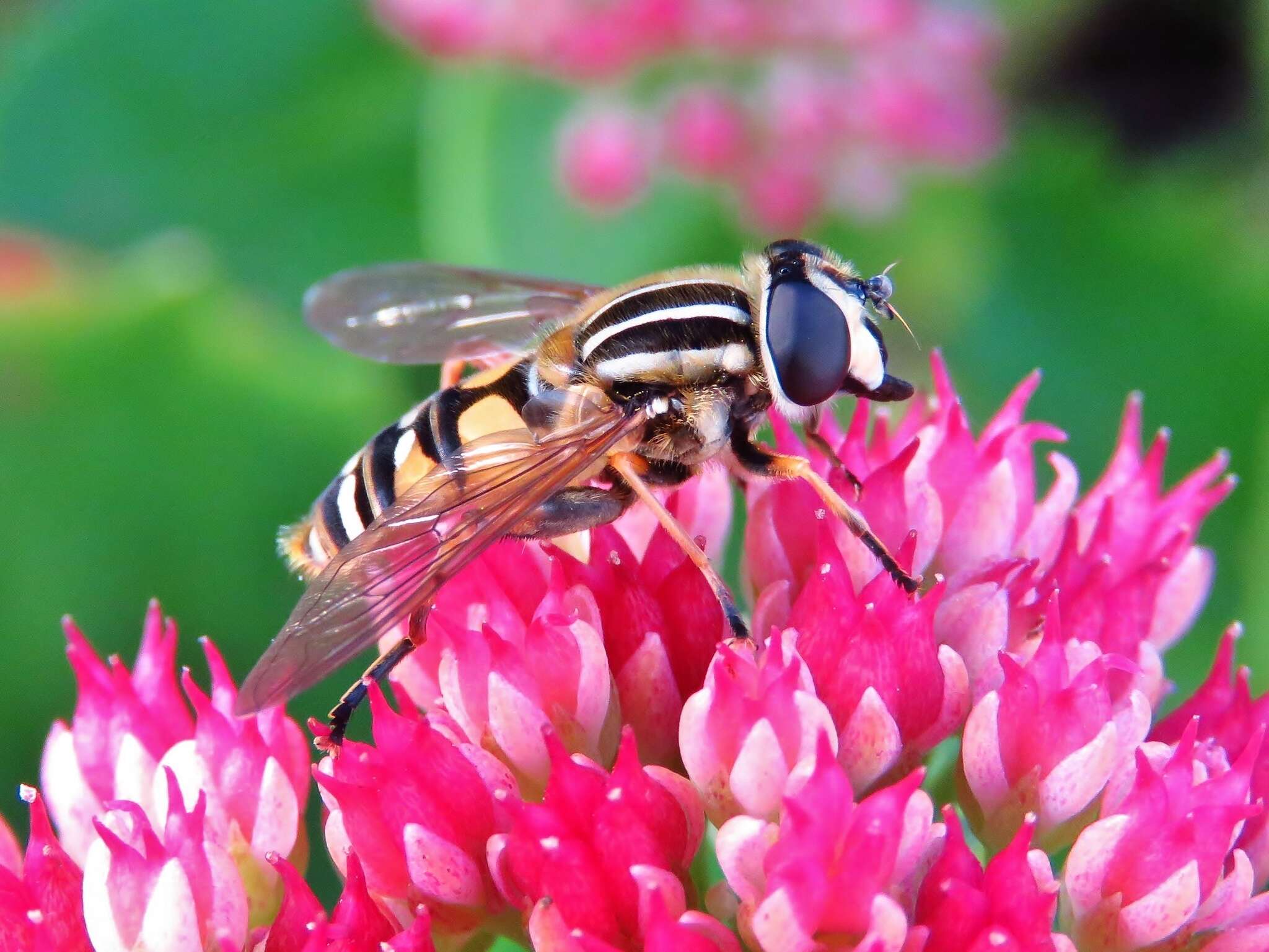 صورة Helophilus pendulus (Linnaeus 1758)