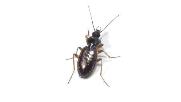 Image of Agonum (Europhilus) gratiosum (Mannerheim 1853)