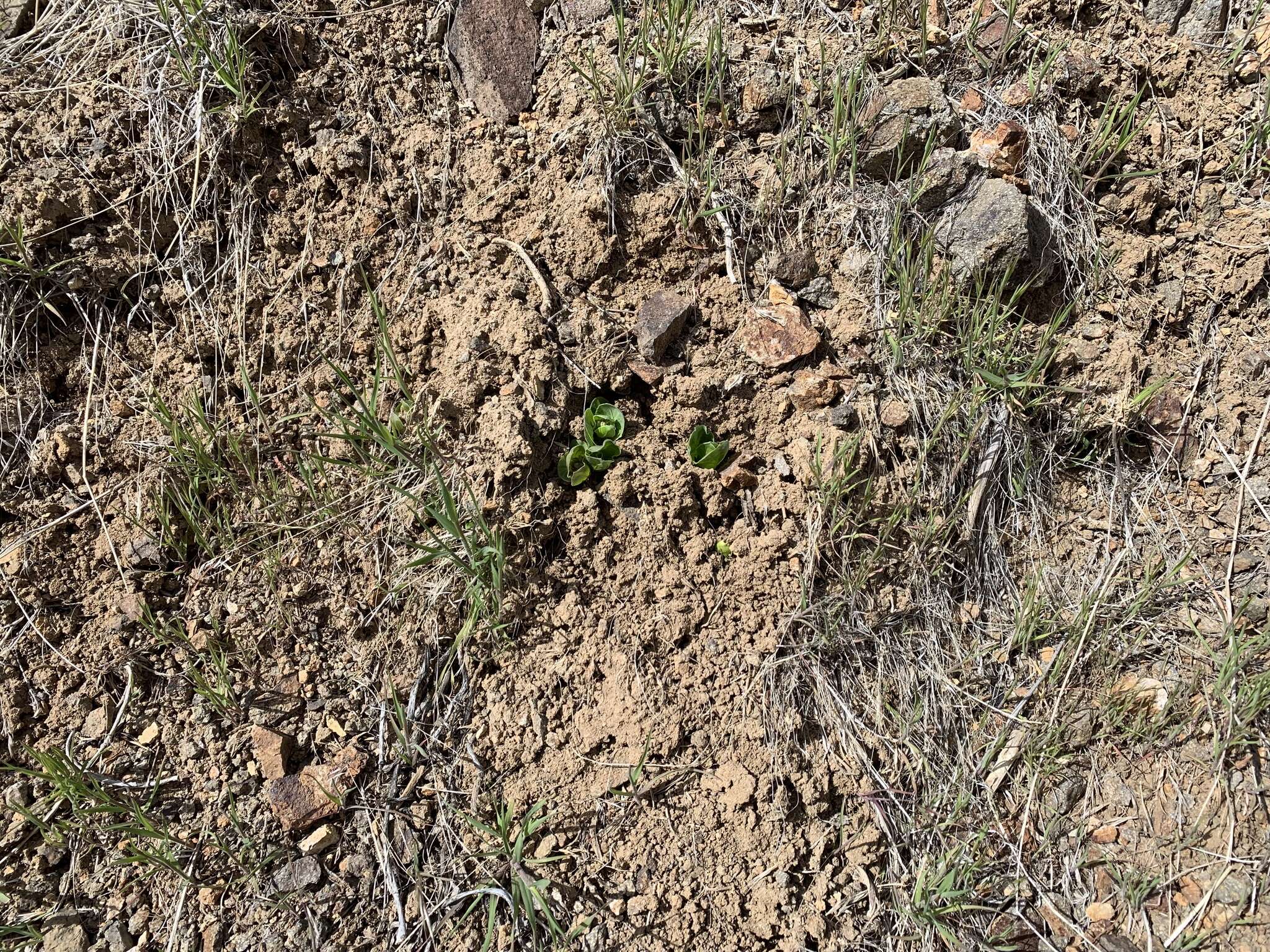 Image of Davis' milkweed