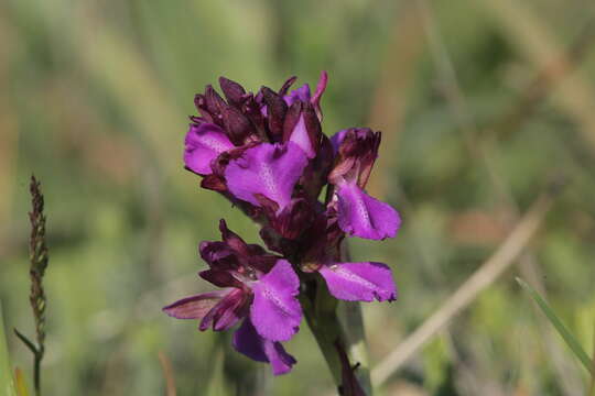 Image of <i>Anacamptis <i>gennarii</i></i> subsp. gennarii