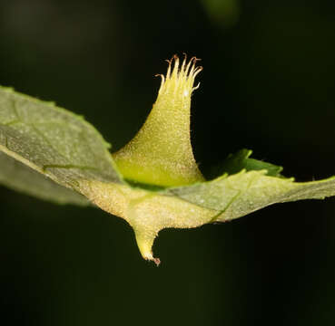 Image of Phylloxera caryaefoliae Fitch 1856